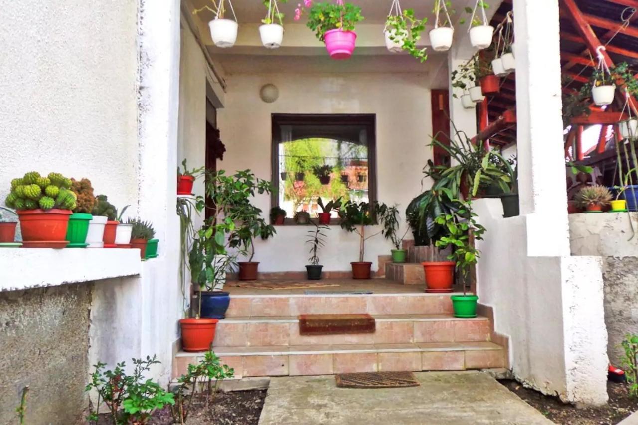 Vila Nik Buşteni Exteriér fotografie